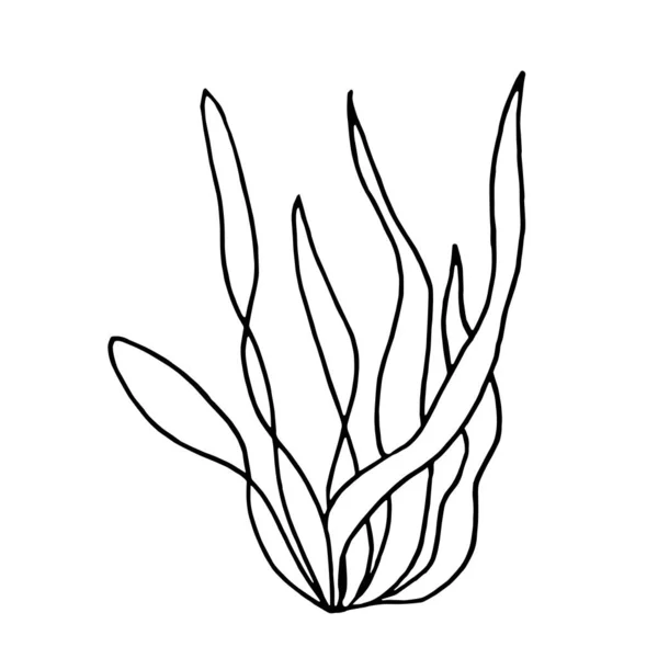 Φυτό Νερού Από Φύκια Μαύρη Σιλουέτα Άλγης Χειροποίητη Απεικόνιση Περίγραμμα — Διανυσματικό Αρχείο