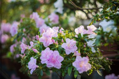 Açan Azalea çalısı