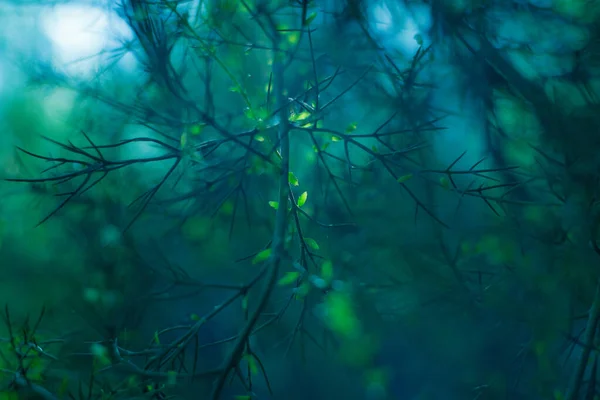 Zachte turquoise achtergrond met grazige planten — Stockfoto
