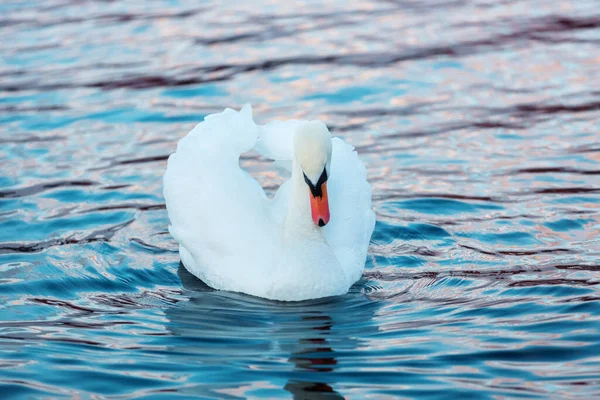 Cisne blanco de perfil — Foto de Stock