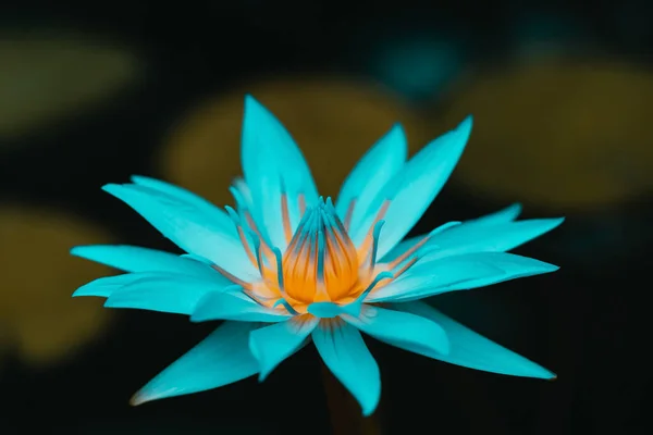 Lirio Agua Azul Cerca Fondo Flores Neón Brillante Flor Viva —  Fotos de Stock