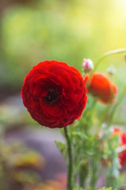 Güzel yumuşak yumuşak arkaplan