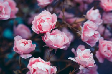 Krem rengi gül rengi yakın plan. Bahçede çiçekler. Güzel çiçekler açarlar. Süslü gül çalısı. Krem renkli yumuşak arka plan. Şenlikli, narin, çiçekli duvar kâğıdı