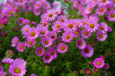 Pink bright asters flowers in the garden