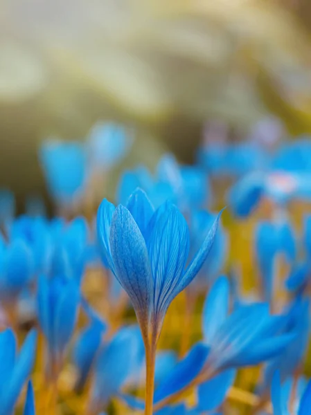 Blue crocus flowers — Stock Photo, Image