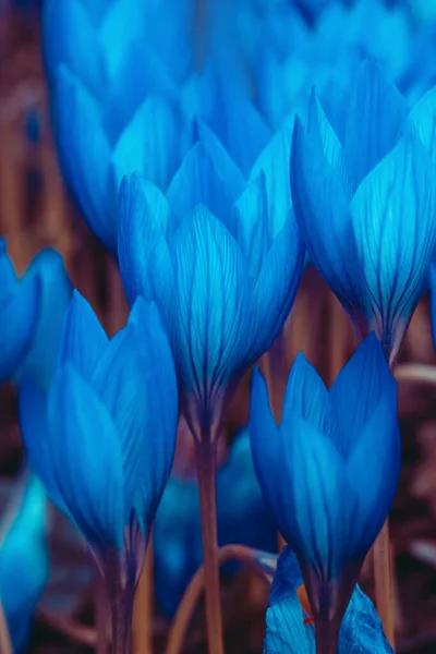 Kwiaty krokusa błękitnego — Zdjęcie stockowe