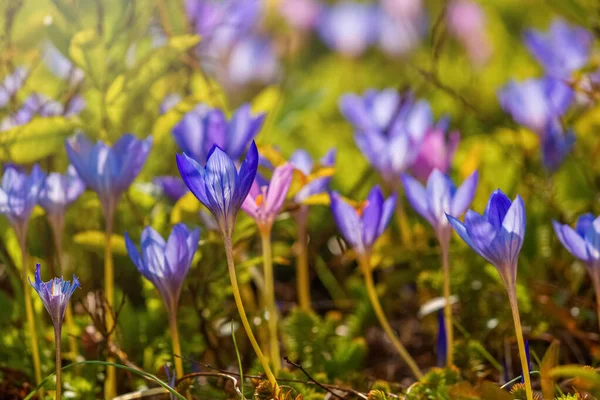 Fioletowy krokus kwiat zbliżenie. — Zdjęcie stockowe