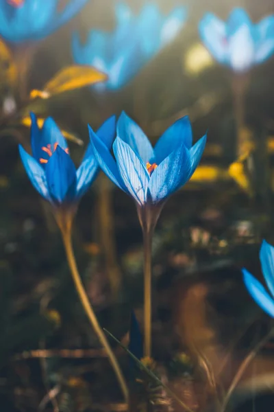 Blue Crocus Flowers Spring Fresh Field Saffron Garden Sunlight Abundant — Stock Photo, Image