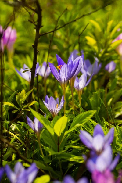 Violet Crocus Bloemen Close Kleurrijke Weide Overvloedig Bloeiende Het Voorjaar — Stockfoto