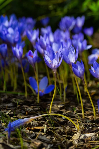 Niebieskie Kwiaty Krokusa Wiosenne Świeże Pole Szafran Ogrodzie Świetle Słonecznym — Zdjęcie stockowe