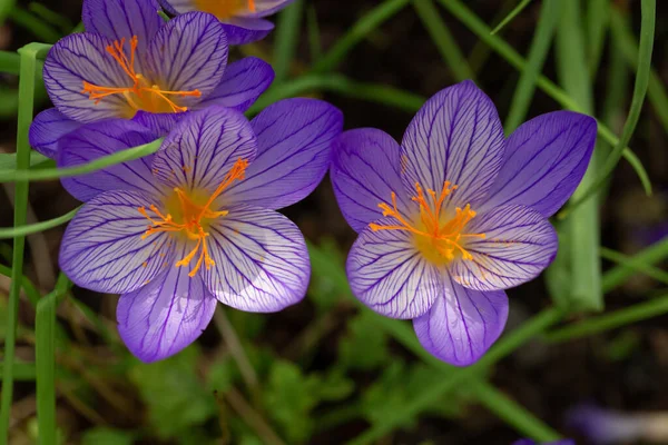 Violet crocus flowers top view. — Stock Photo, Image