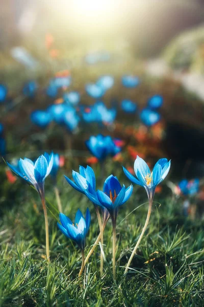 Blue crocus flowers — Stock Photo, Image