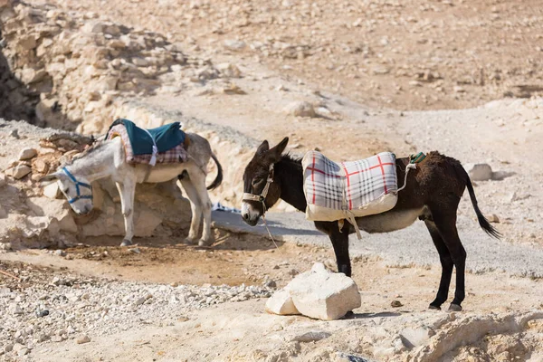 Um burro numa trela com uma sela. — Fotografia de Stock