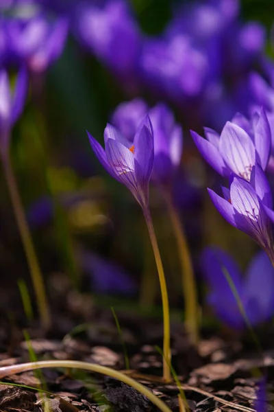 Fioletowe Kwiaty Krokusa Bliska Kolorowa Łąka Bogate Kwitnienie Wiosną Jesienią — Zdjęcie stockowe
