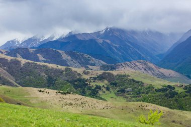 Alp çayırları ve ormanlar. Rusya, Ingushetia 'daki Kafkas dağlarının yeşil yamaçları. Dağ manzarası. Zirveye giden yol. Dağ tırmanışı. Turist macerası.