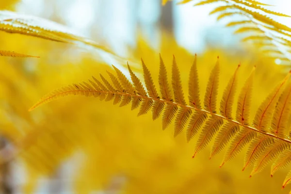 Yellow fern leaves close-up — 图库照片