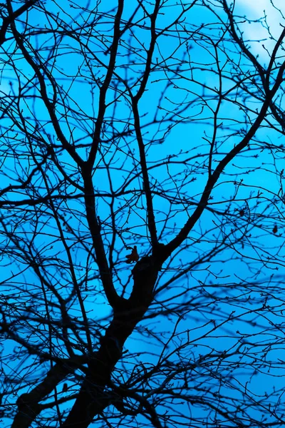 Fundo azul místico — Fotografia de Stock