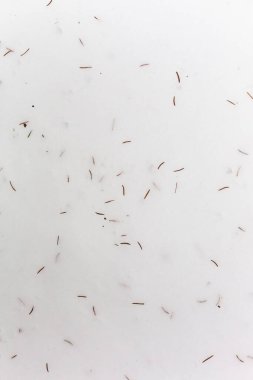 Karda ladin iğneleri.