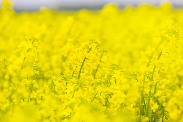 Bloemen van koolzaad close-up — Stockfoto