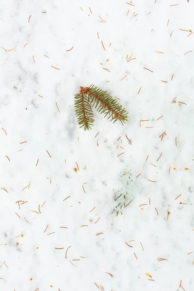 Ramas de abeto en la nieve —  Fotos de Stock
