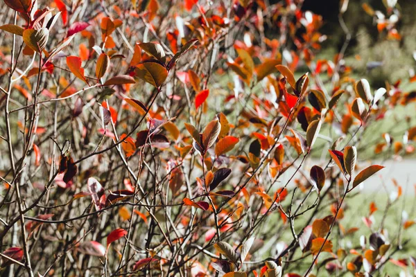 Herbst lebendiger natürlicher Hintergrund — Stockfoto