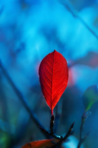 가을의 선명 한 자연적 배경 — 스톡 사진