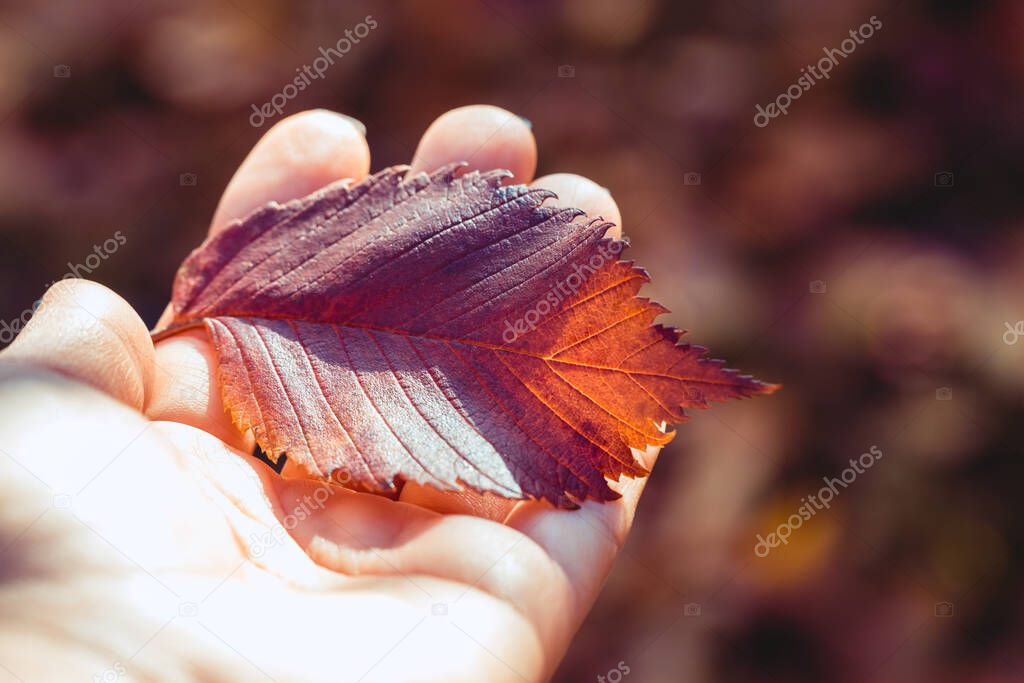 Autumn orange leaf in woman hand