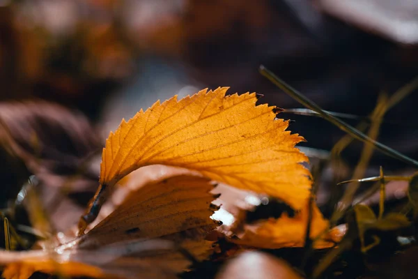 Gele iep blad op het gras — Stockfoto