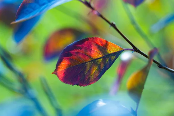 Multicolored leaf of black chokeberry — Stock Photo, Image