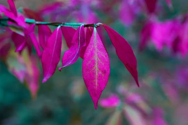 Fond d'automne avec des feuilles roses — Photo