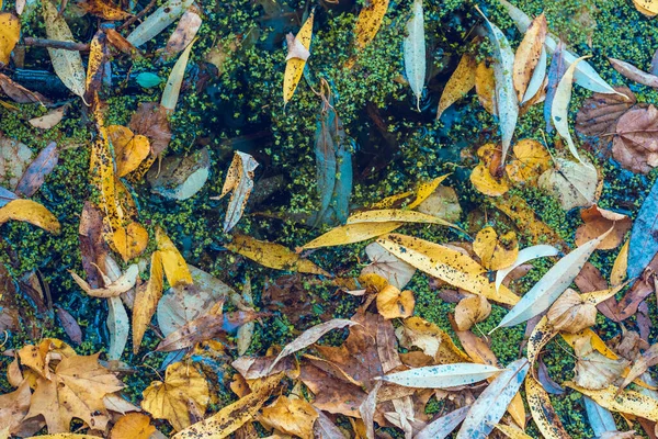 Weicher Farbenfroher Hintergrund Mit Wasseroberfläche Und Herbstblättern Und Spiegelungen Gelbe — Stockfoto