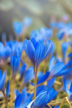Mavi kır çiçekleri
