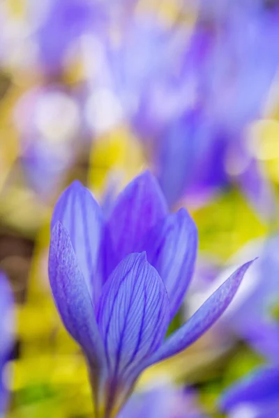 Blaue Krokusblüten — Stockfoto