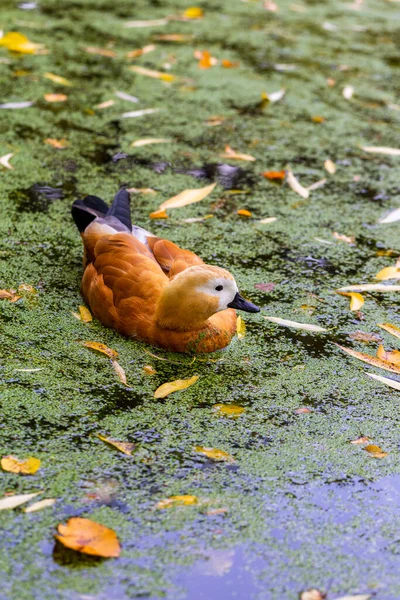 Ruddy shelduck na água em belas folhas de outono — Fotografia de Stock