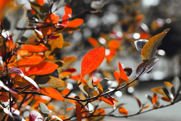 Herbst lebendiger natürlicher Hintergrund — Stockfoto