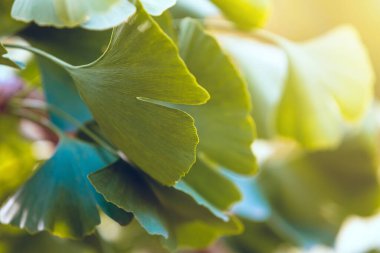 Ginkgo Biloba 'nın yeşil yapraklarına yakın çekim