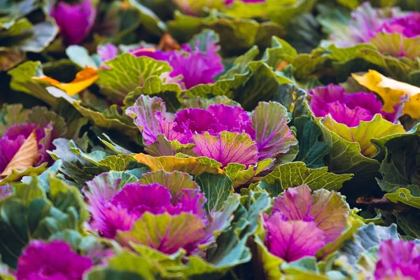 Zierkohl — Stockfoto