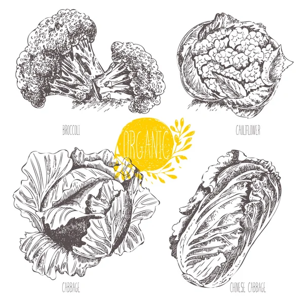 Series - vector fruit, vegetables and spices. Hand-drawn illustration in vintage style. Sketch. Healthy food. Linear graphic. Set of cabbage, cauliflower, broccoli, Chinese cabbage — Stock Illustration Series - vector fruit, vegetables and spices. Hand-drawn illustration in vintage style. Sketch. Healthy food. Linear graphic. Set of cabbage, cauliflower, broccoli, Chinese cabbage Vector Graphics