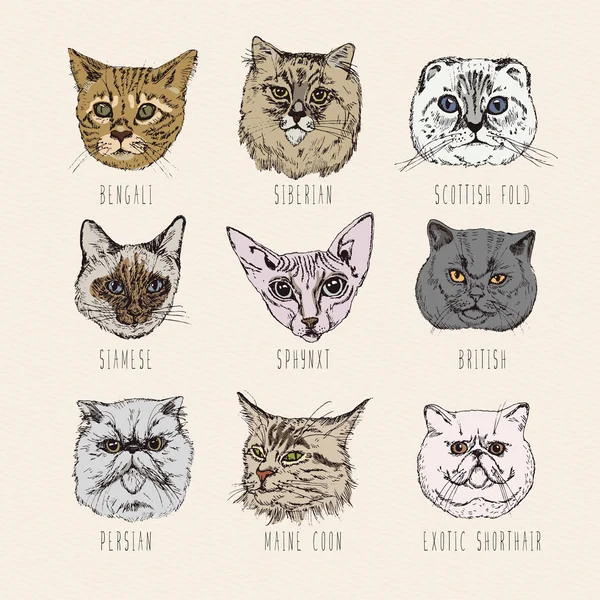 Set of cats. Breeds. Siamese, British, Siberian, Persian, Scottish Fold, Maine Coon, Bengal, Sphynx in doodle hipster vintage style.