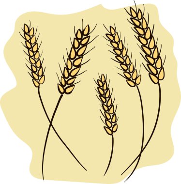 Several wheat ears. Hand drawn vector illustration. clipart