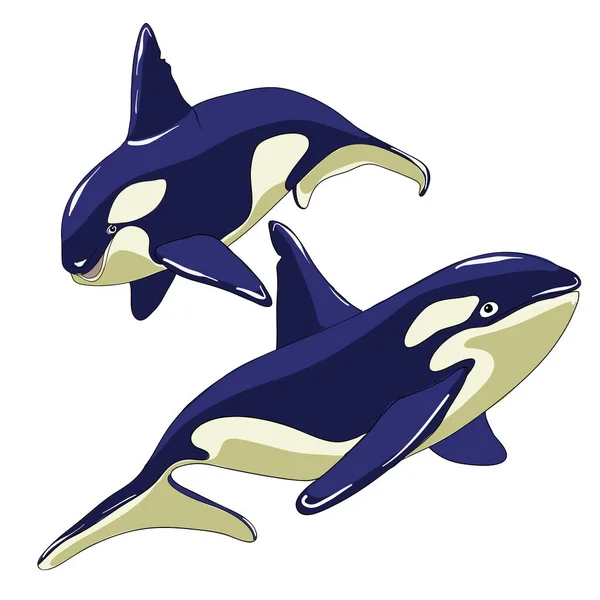 Katil balina seti. Çizgi film biçimi vektör illüstrasyonu.