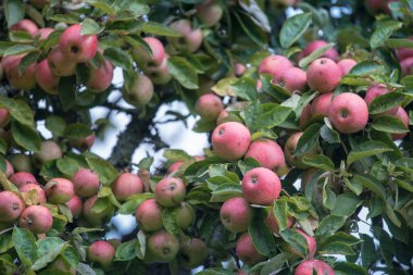 Dalda olgun kırmızı elmalar var. Elma yetiştirmek için çiftlik. Vahşi elma ağacı. Orman elmaları.