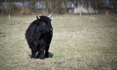 Dağlardaki İskoç sığırları - Büyük boynuzlu siyah İskoç sığırları