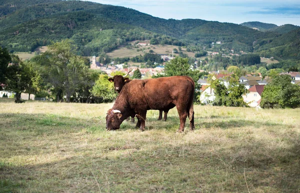 Der Bulle Weidet Auf Der Weide Salers Ist Eine Rinderrasse — Stockfoto