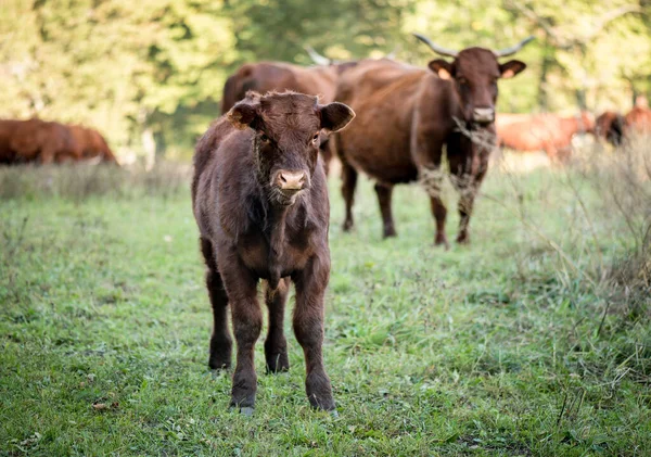 Porträt Eines Kleinen Kälbchens Rasse Der Kühe Die Salers Eine — Stockfoto