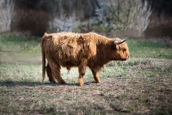 Schottische Hochlandrinder Den Bergen Ein Rotbraunes Schottisches Hochlandrind Mit Großen — Stockfoto