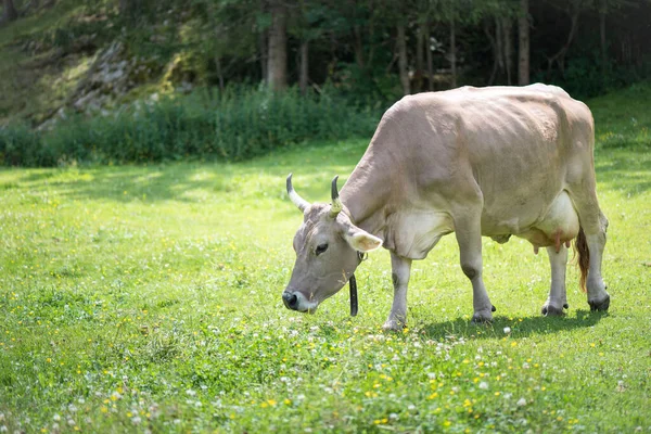 Porträt Einer Grauen Schönen Kuh Auf Einer Hochalpinen Weide — Stockfoto