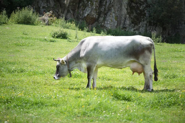 Porträt Einer Grauen Schönen Kuh Auf Einer Hochalpinen Weide — Stockfoto