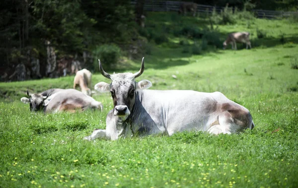 Almkuh Porträt Einer Grauen Schönen Kuh Auf Einer Hochalpinen Weide — Stockfoto