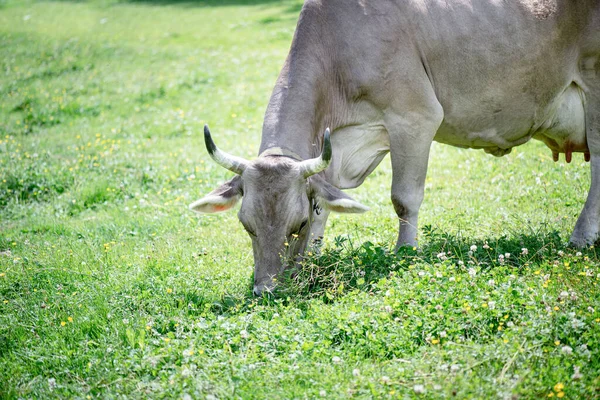 Porträt Einer Grauen Schönen Kuh Auf Einer Hochalpinen Weide — Stockfoto